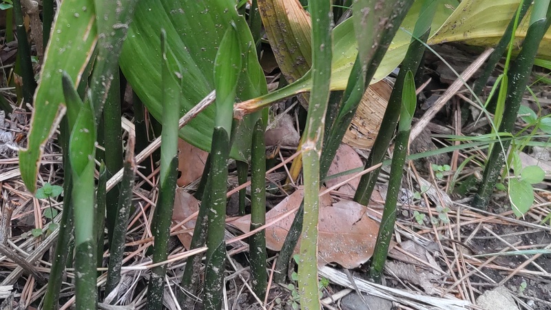 ハランの芽 東京都大田区平和島公園