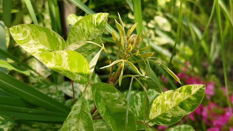 斑入りミヤギノハギの新芽 東京都大田区平和の森公園