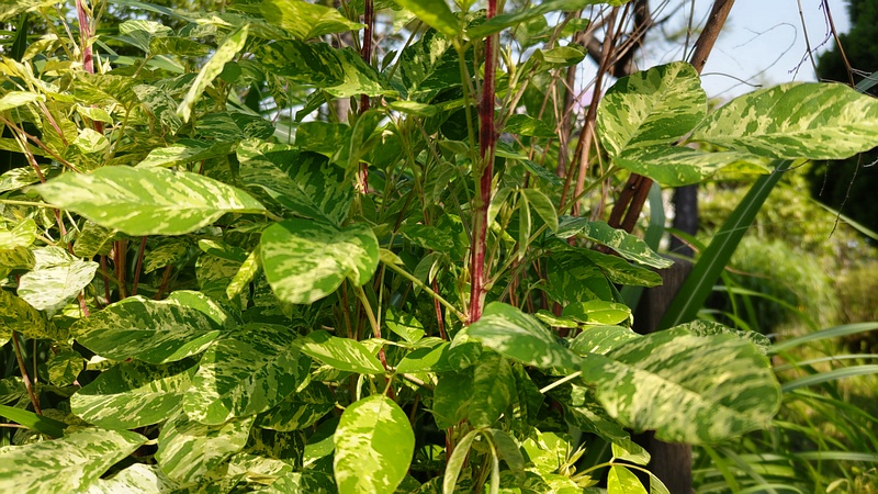 斑入りミヤギノハギの新芽 東京都大田区平和の森公園