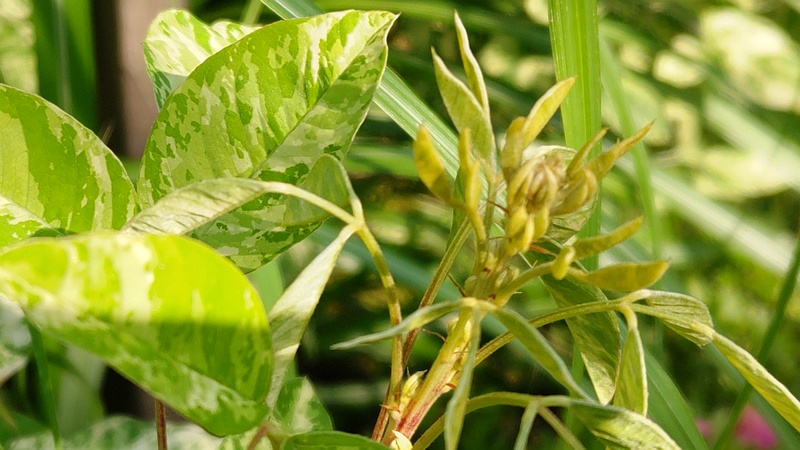 斑入りミヤギノハギの新芽 東京都大田区平和の森公園