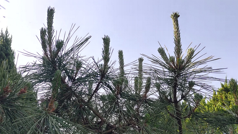クロマツ 東京都大田区平和島公園