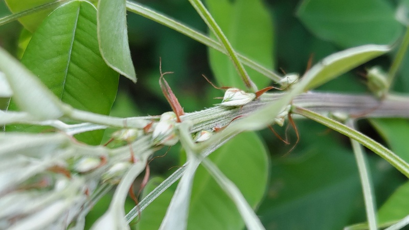 ミヤギノハギの新芽 東京都大田区平和島公園