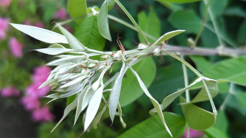 ミヤギノハギの新芽 東京都大田区平和島公園