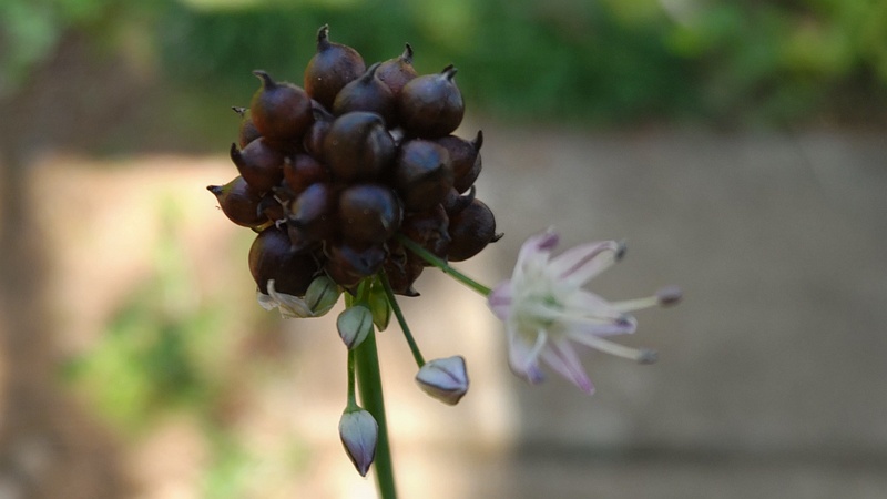 ノビルの花と珠芽 東京都大田区平和島公園