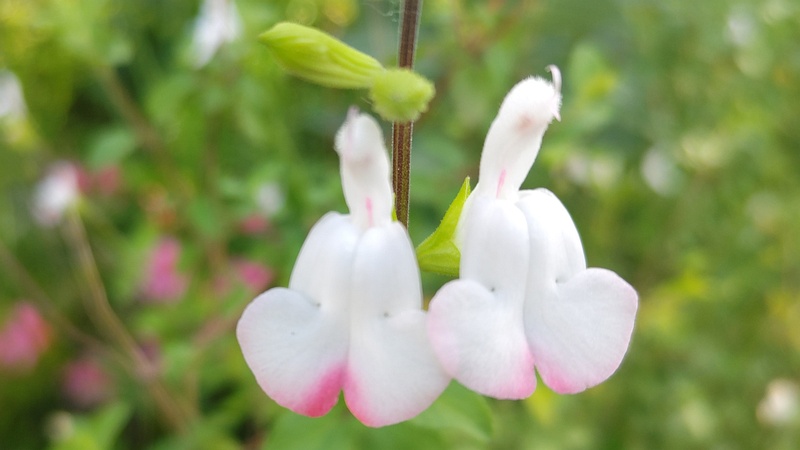 サルビア・ミクロフィラの花 東京都大田区平和島公園