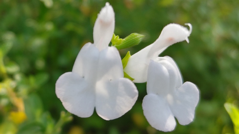 サルビア・ミクロフィラの花 東京都大田区平和島公園