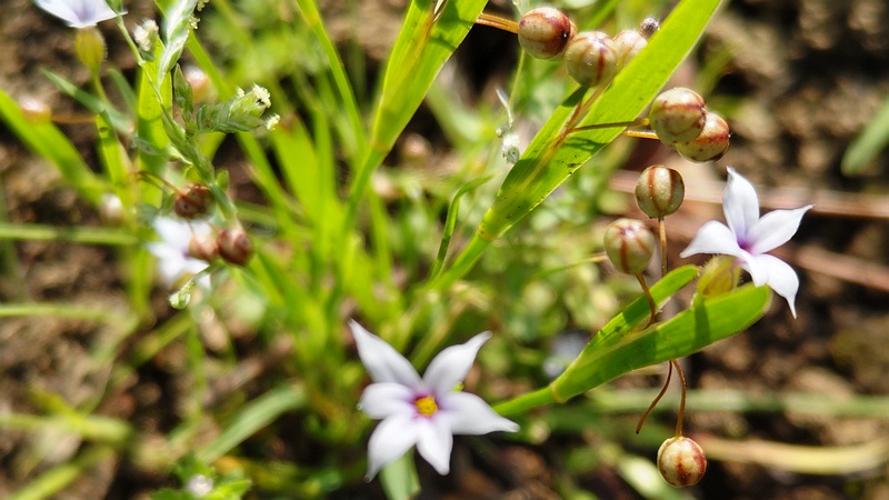 オオニワゼキショウの花 東京都大田区平和島公園