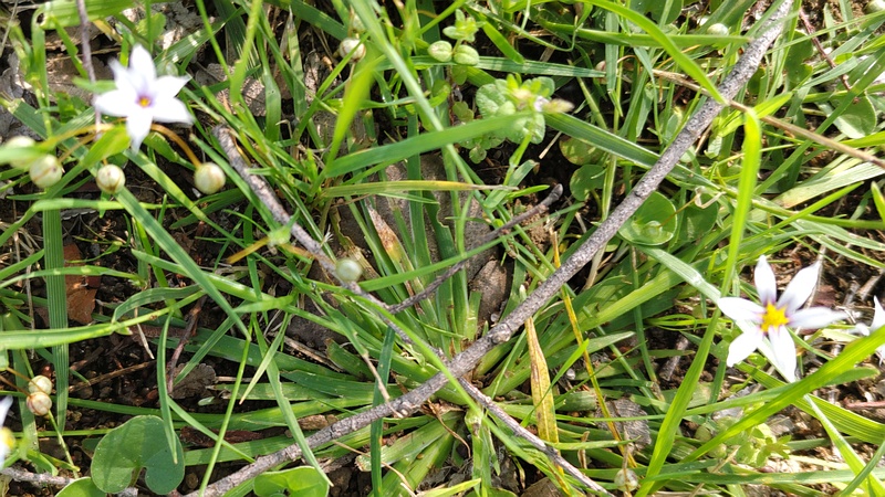 オオニワゼキショウの花 東京都大田区平和島公園