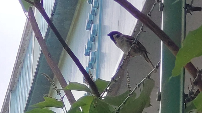 スズメ 東京都大田区平和島公園