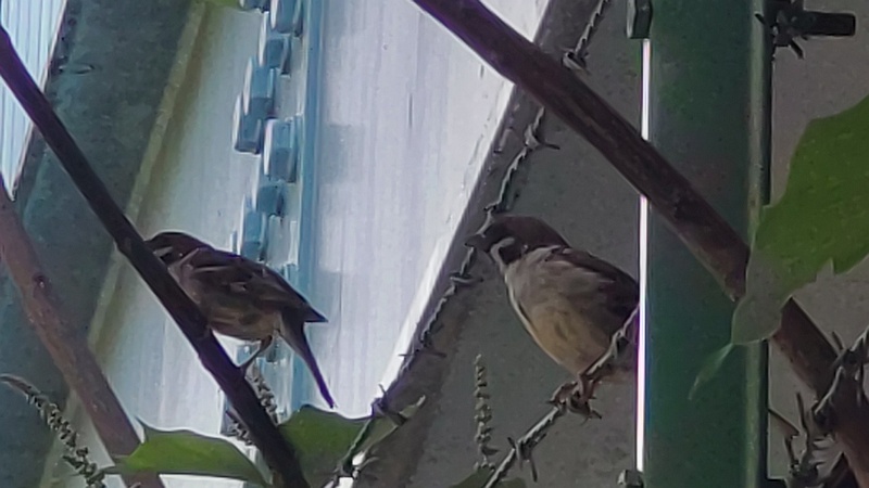 スズメ 東京都大田区平和島公園