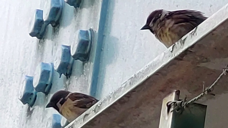 スズメ 東京都大田区平和島公園