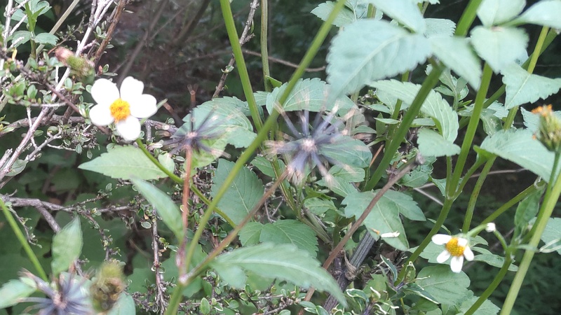 コシロノセンダングサの花 東京都大田区平和島公園