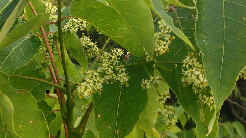 ニワウルシの花 東京都大田区平和島公園