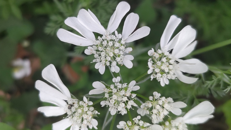 ハナカザリゼリの花 東京都大田区平和島公園