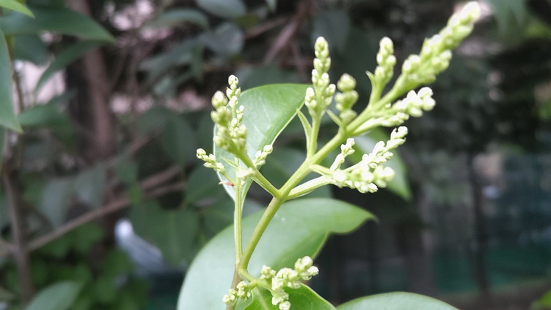 トウネズミモチの蕾 東京都大田区平和の森公園