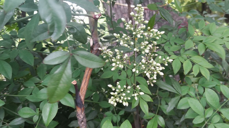 ナンテンの蕾 東京都大田区平和の森公園