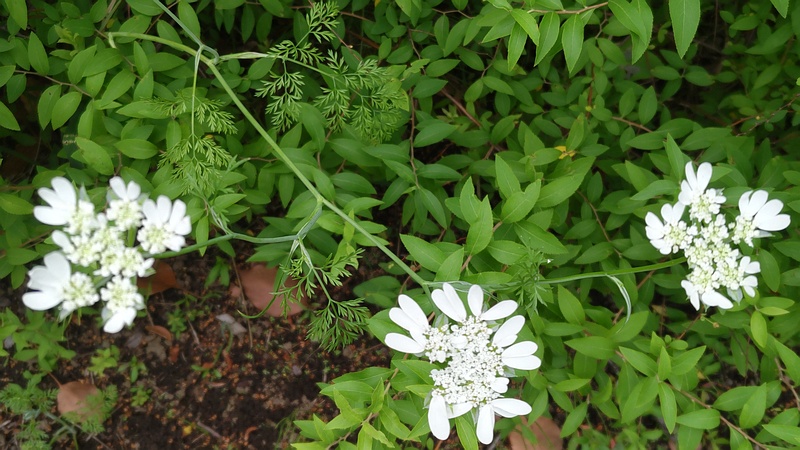 ハナカザリゼリの花 東京都大田区平和島公園