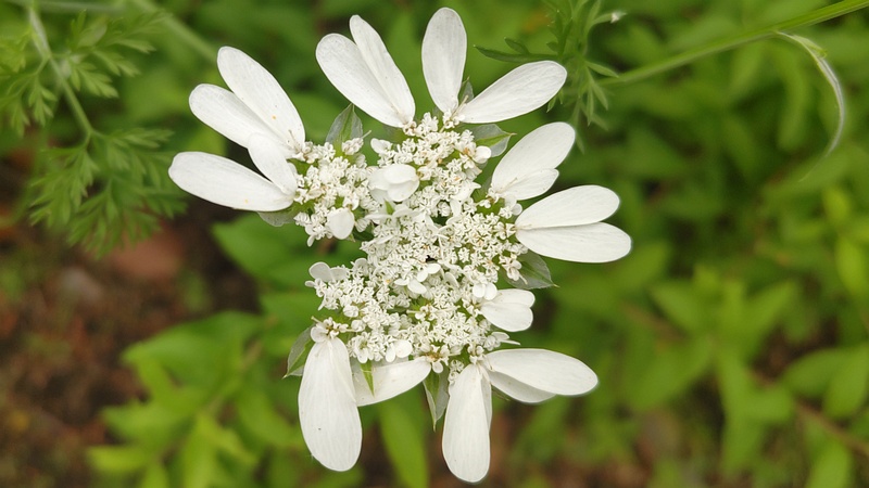 ハナカザリゼリの花 東京都大田区平和島公園
