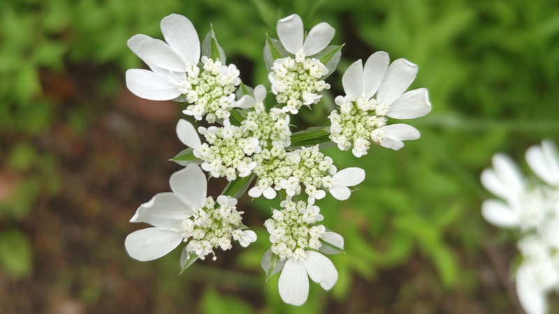 ハナカザリゼリの花 東京都大田区平和島公園