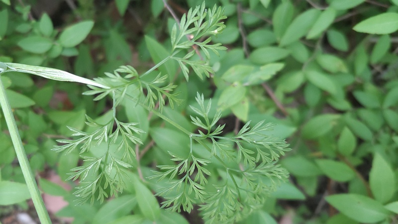 ハナカザリゼリ 東京都大田区平和島公園