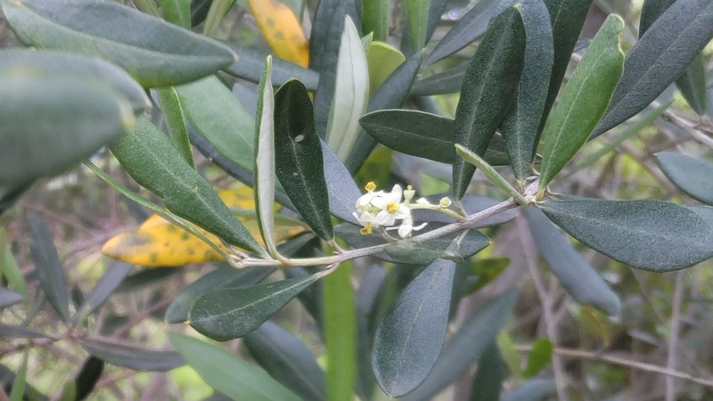 オリーブの花 東京都大田区平和島公園