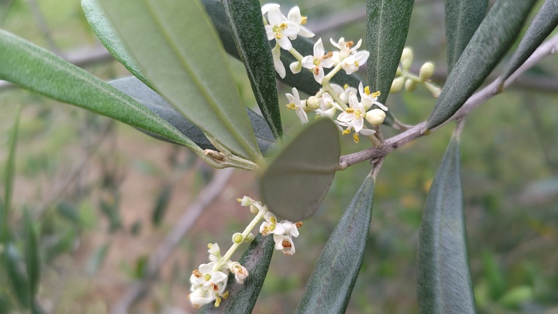 オリーブの花 東京都大田区平和島公園