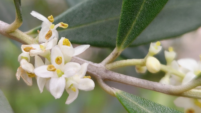 オリーブの花 東京都大田区平和島公園
