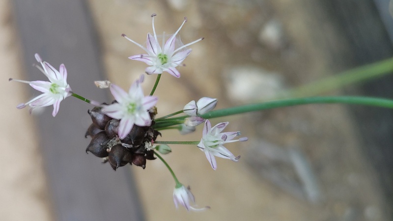 ノビルの花と珠芽 東京都大田区平和島公園