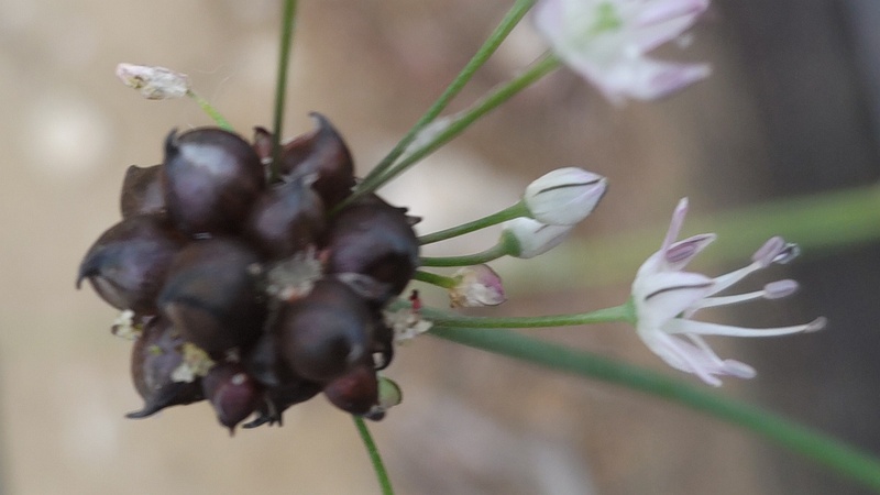 ノビルの花と珠芽 東京都大田区平和島公園