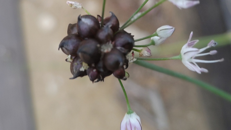 ノビルの花と珠芽 東京都大田区平和島公園