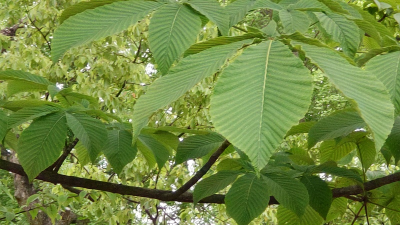 トチノキ 東京都大田区平和島公園