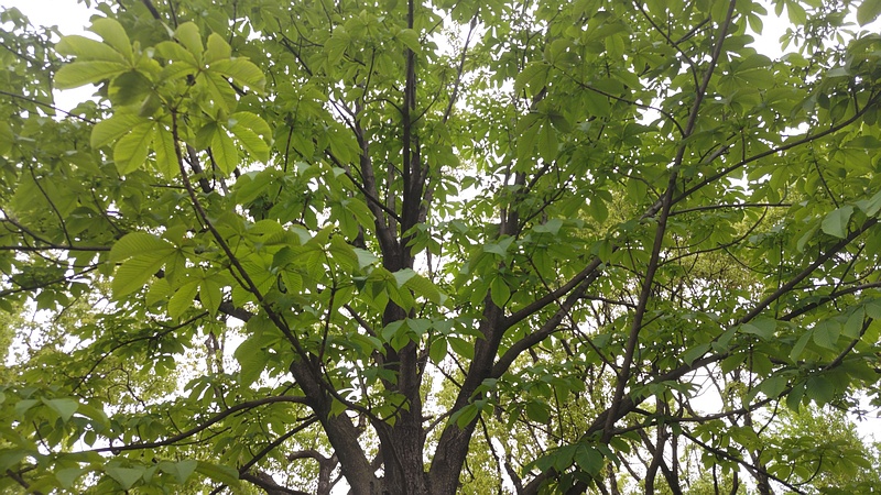 トチノキ 東京都大田区平和島公園
