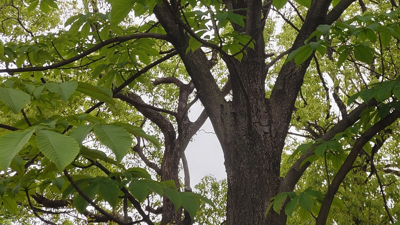 トチノキ 東京都大田区平和島公園