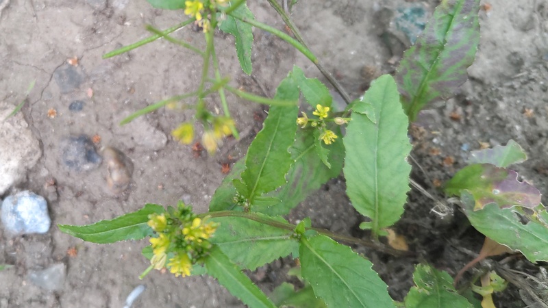 イヌガラシの花 東京都大田区平和島公園