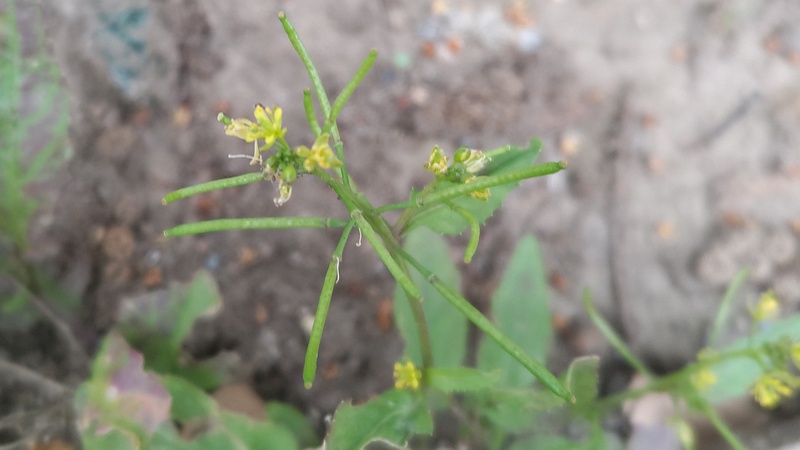 イヌガラシの花 東京都大田区平和島公園