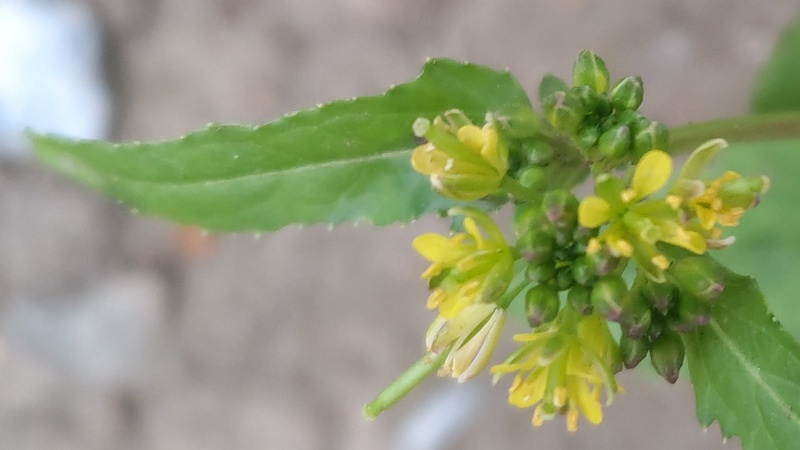 イヌガラシの花 東京都大田区平和島公園
