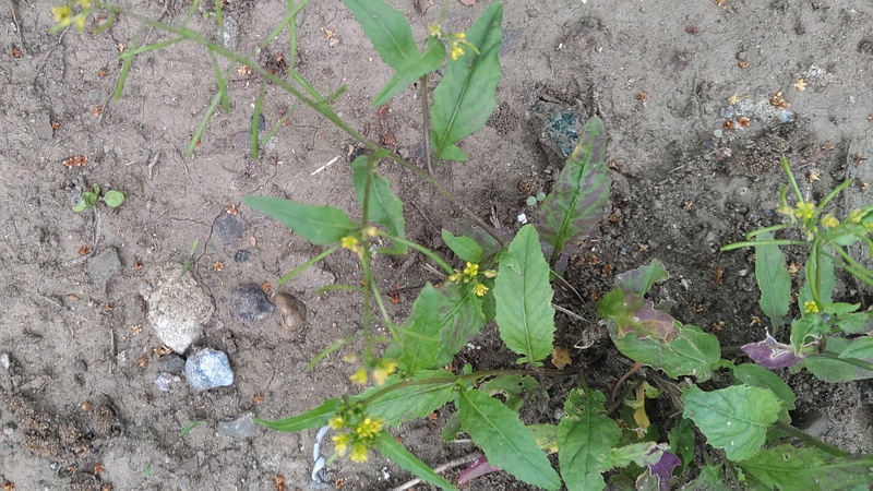 イヌガラシの花 東京都大田区平和島公園