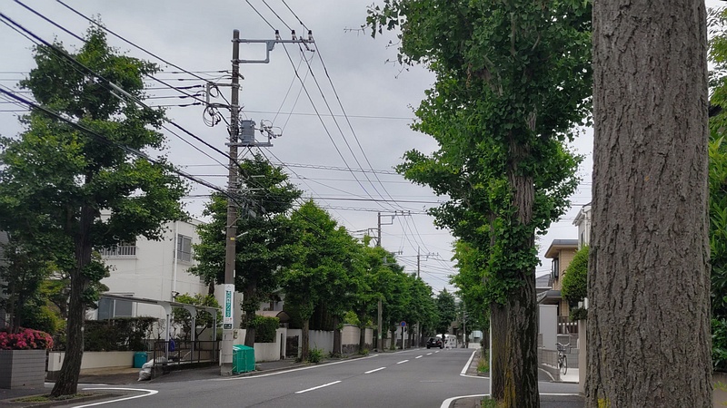 イチョウ並木 横浜市旭区今宿南町