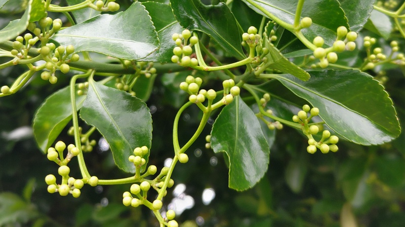 マサキの蕾 横浜市旭区今宿南町