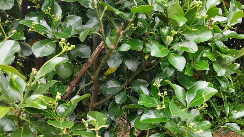 マサキの蕾 横浜市旭区今宿南町