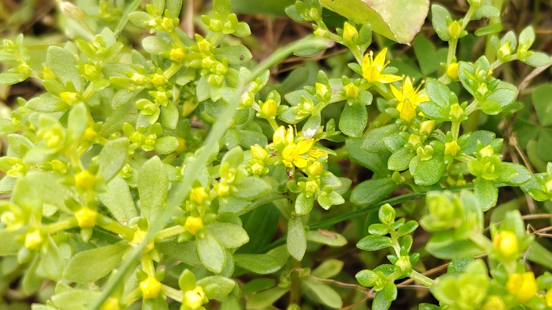 ツルマンネングサの花 横浜市旭区今宿南町