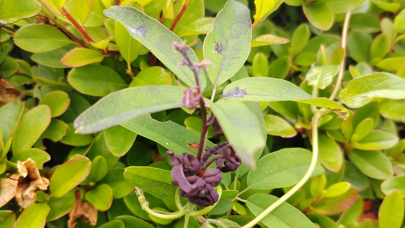 アケビの花 横浜市旭区今宿南町