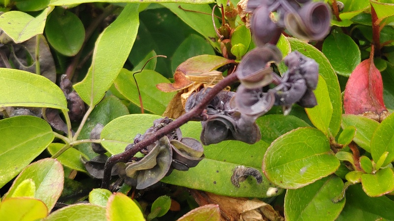 アケビの花 横浜市旭区今宿南町