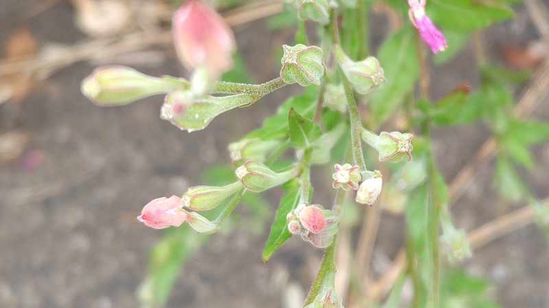 ユウゲショウの果実 横浜市旭区今宿南町