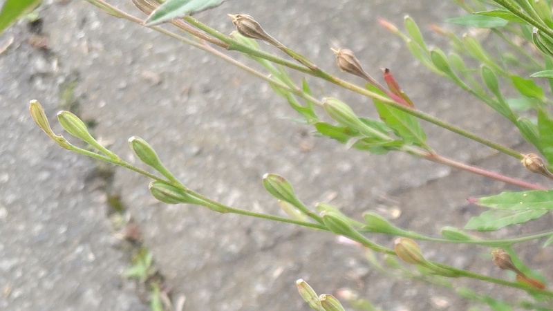 ユウゲショウの果実 横浜市旭区今宿南町
