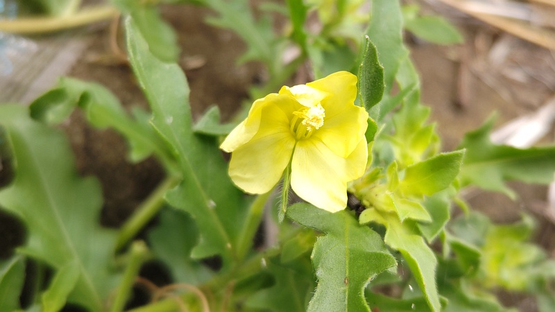 コマツヨイグサ 横浜市旭区今宿南町