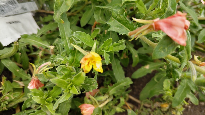 コマツヨイグサ 横浜市旭区今宿南町