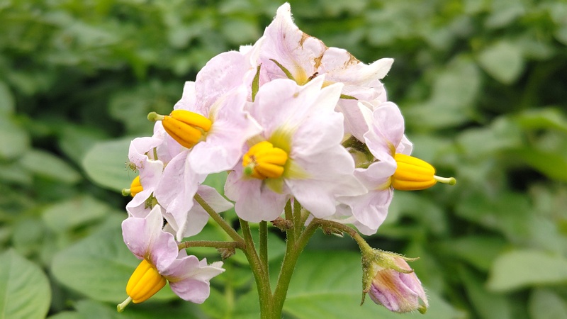ナスの花 横浜市旭区今宿南町