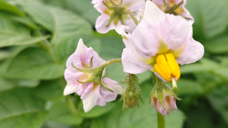 ナスの花 横浜市旭区今宿南町