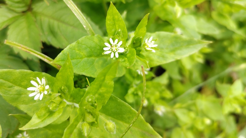ウシハコベの花 横浜市旭区今宿南町